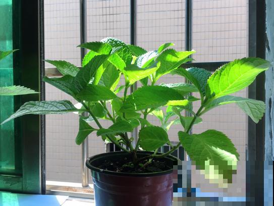 今日立春，家里有这些花，不要着急搬出去露养！