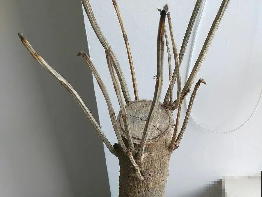 花养成光杆司令，别扔了、还有救，3天起死回生！