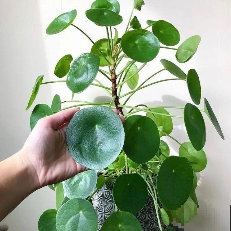 别养绿萝了，20种耐阴花，看一眼就喜欢上！