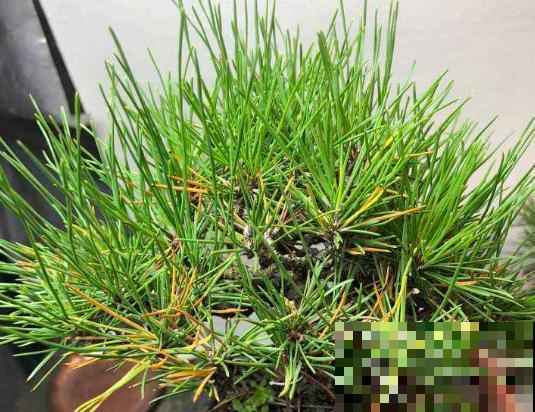 3·12植树节，最适合种什么树？