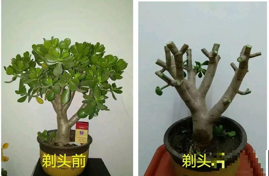 给花狠心剃光头，新芽呼呼冒，1年变老桩！