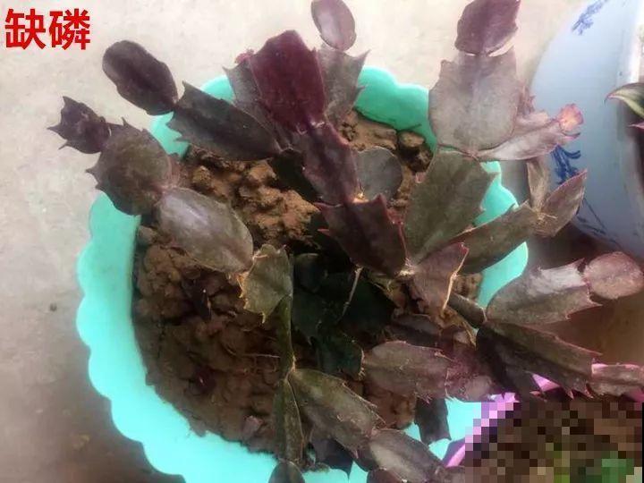 花变成这样，立马剪撒点粉，否则撑不过7天！