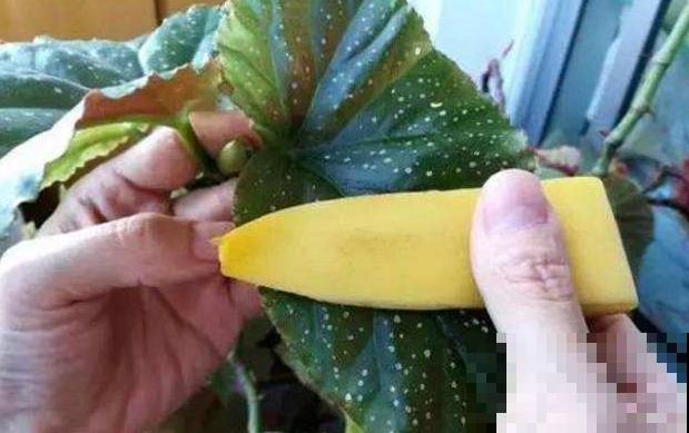 你家花总是面黄肌瘦？就因为不给它搓澡，赶紧拿抹布上阵！