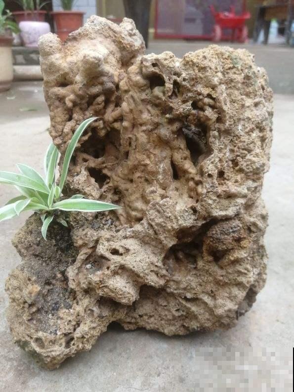 把花种在“石头上”，价格翻一倍，别人给钱都不卖