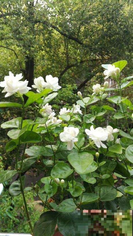 这种“香水花”，养在阳台正合适，风一吹满屋都香