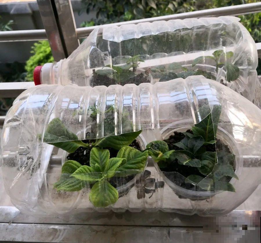 春天扦插，就教你一招不用花盆，一个比一个长得好！