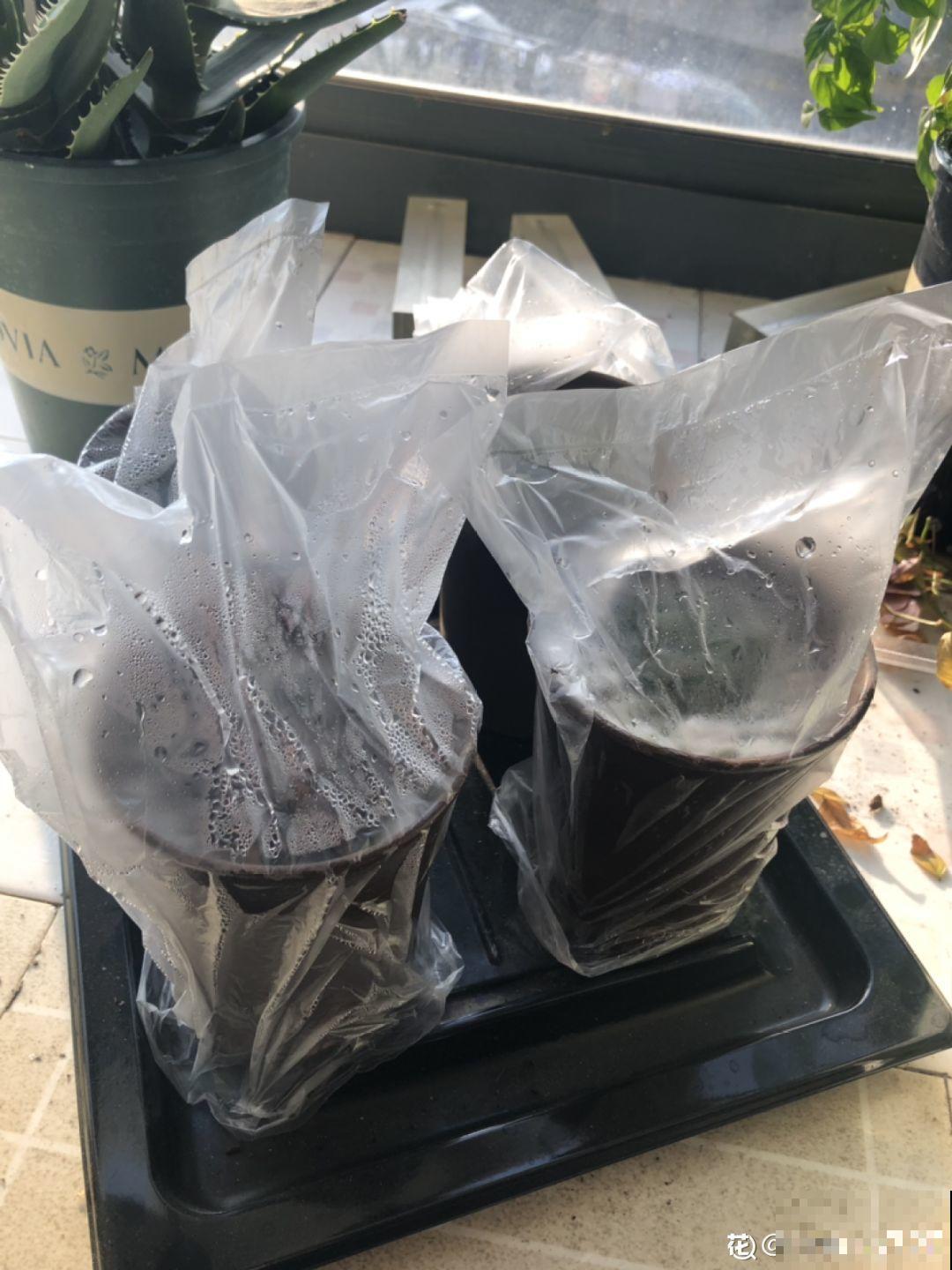 买花的时候注意这一点，省得被骗，带回家也养不活！