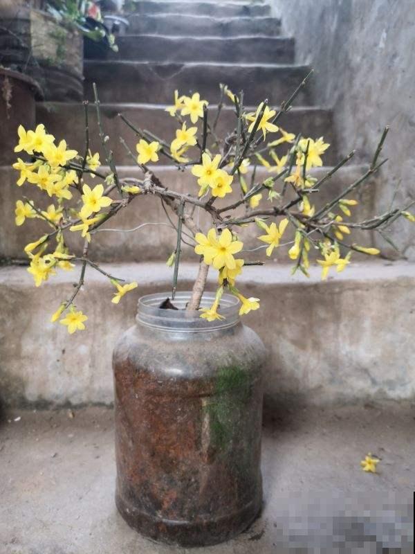 迎春开败怎么修剪？注意这“3点”，来年开花成一片