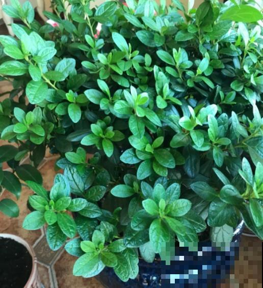 家里养杜鹃，一要湿、二要酸，叶子茂盛开花艳！