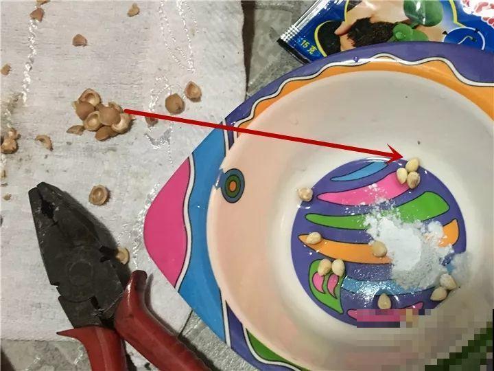 这水果太贵了，吃完留下核，还能种盆栽！