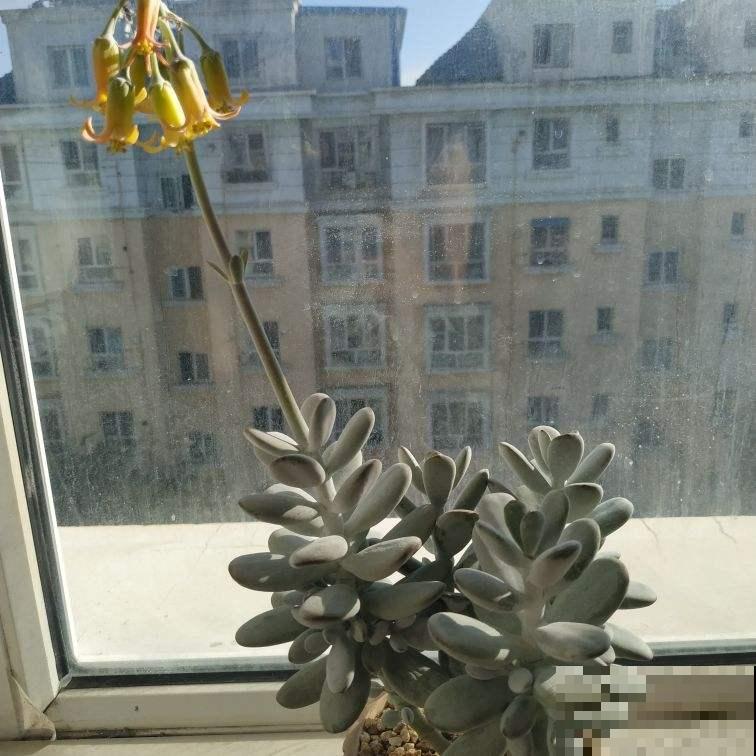 养这花浇水得注意，不能浇到叶子上，否则叶子烂精光