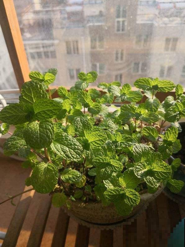 爷爷的养的花，揪一把能炒菜，磕俩鸡蛋更香