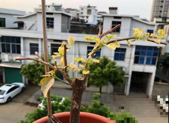 早春谨防倒春寒，家里的花不能乱剪，剪完今年没花看！