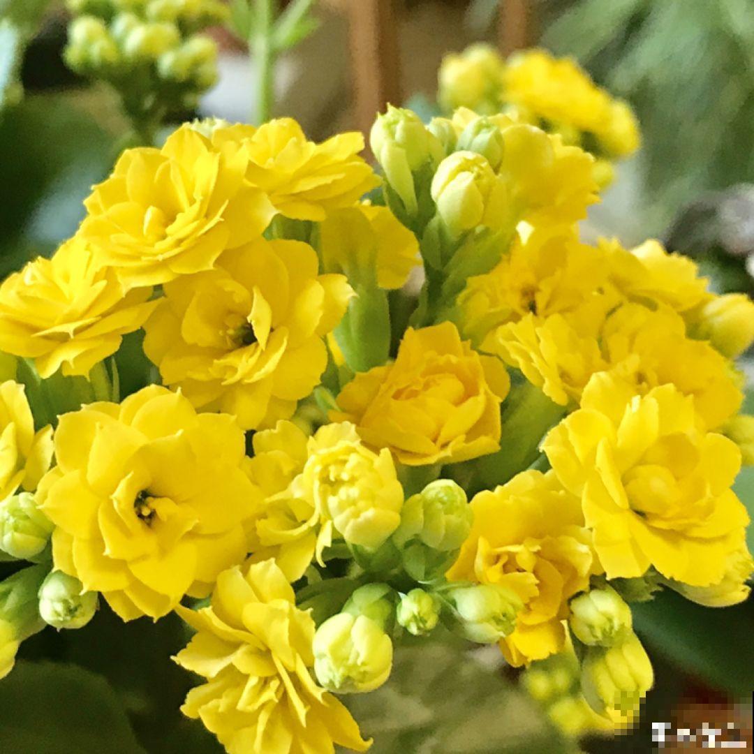 这花一旦重瓣，简直美爆了，怪不得人人爱！