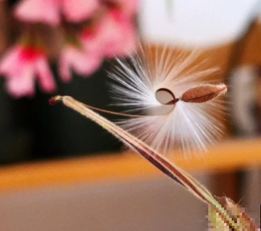 这花开完别剪，留个种最金贵，撒下能活一大片！
