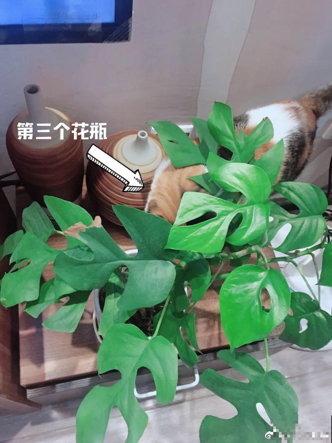 这花就用小盆养，盆越小越开花，比大盆更值钱！