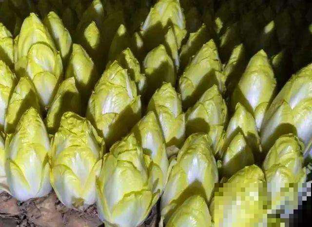 买几棵这蔬菜，简直是拥有聚宝盆，吃完还能往外长！