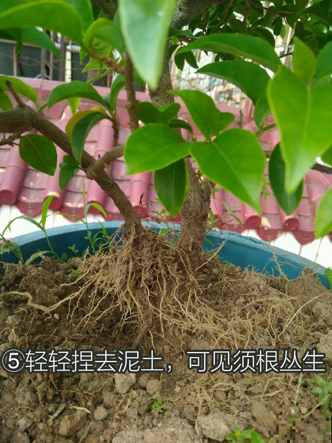 三角梅、月季用最简单的扦插法，塑料瓶套上就生根，懒人也会做！