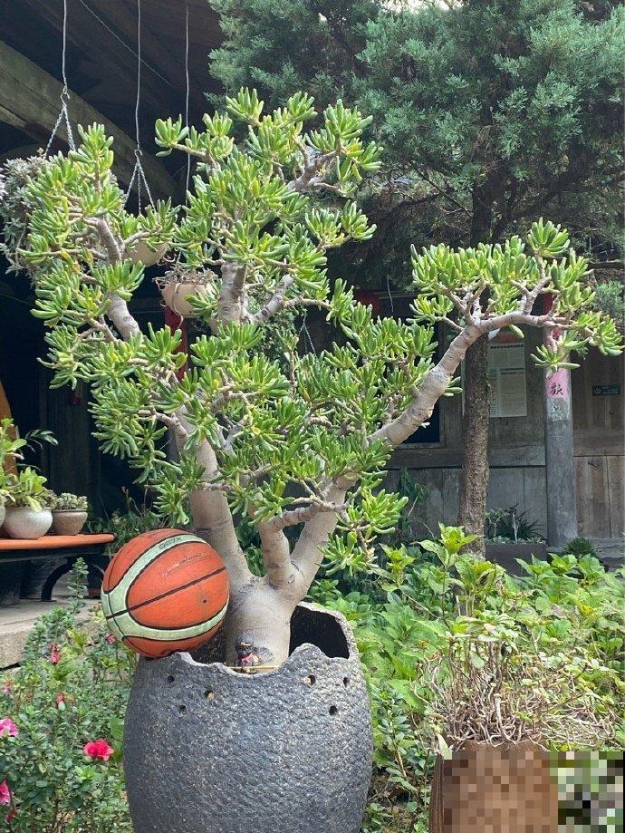 出家人多肉，遇到虫害怎么办？