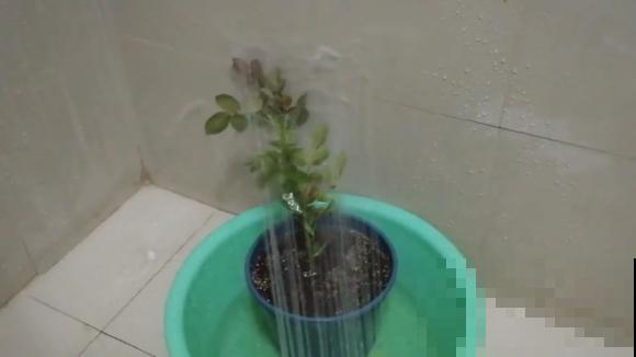 他给叶片喷牛奶，虫子死了一大片，花儿还能呼呼长！