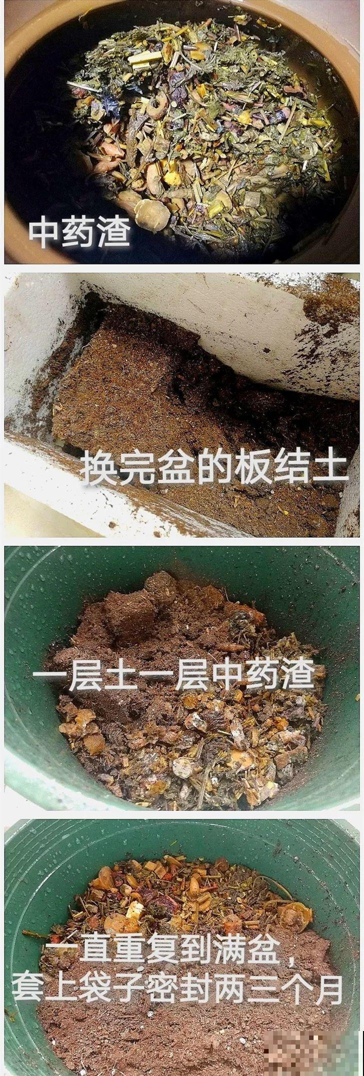 冬天不方便换盆？那就撒把这种肥，长得壮还能防烂根！
