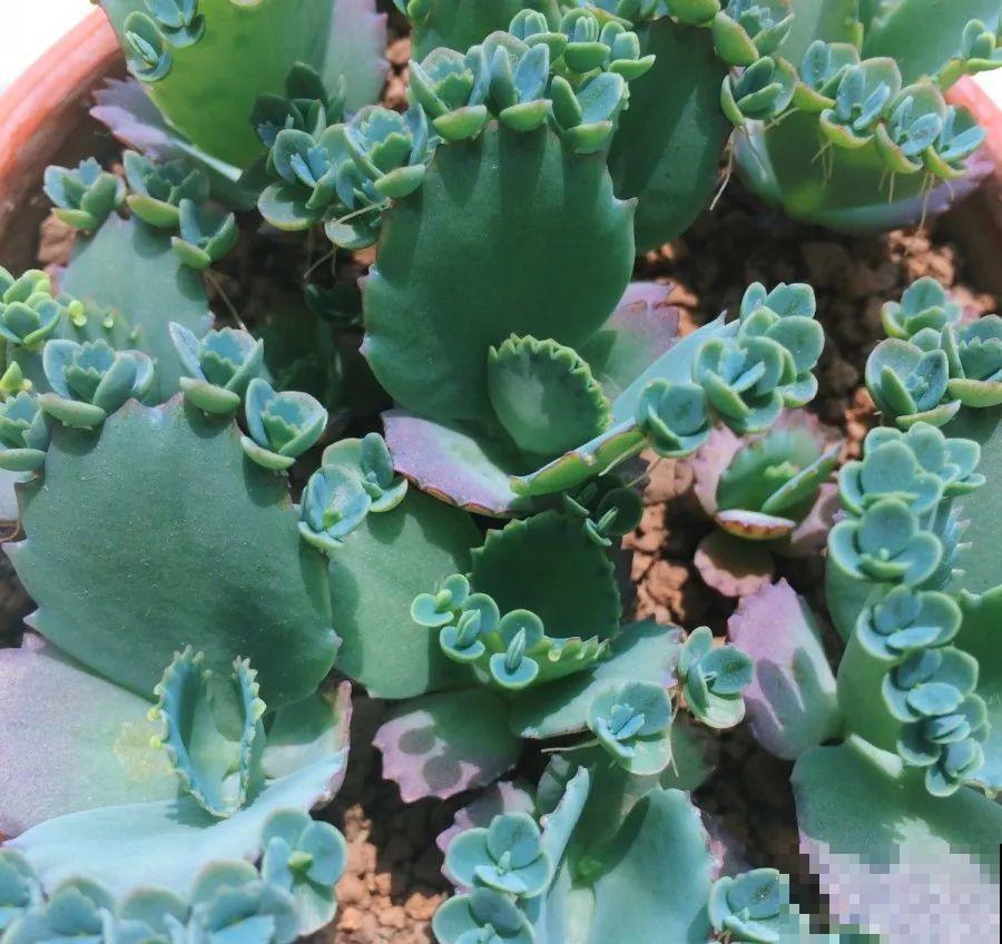 养这花才省心，掉片叶子下来，砖缝里也能长！