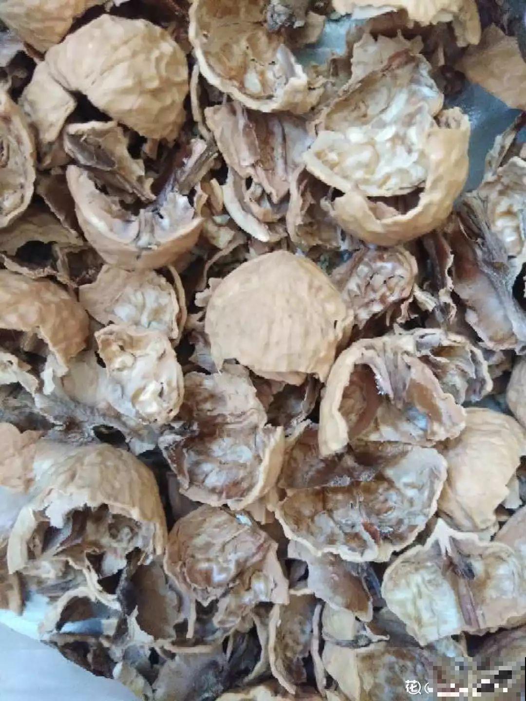 1把果壳丢盆里，比任何肥料都好使，养10年不烂根！