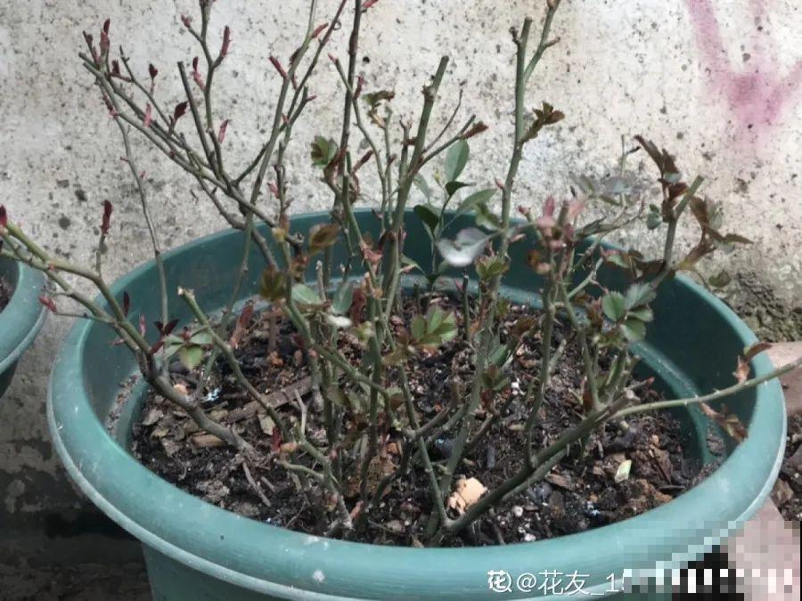 花养成光杆司令，别扔了、还有救，3天起死回生！