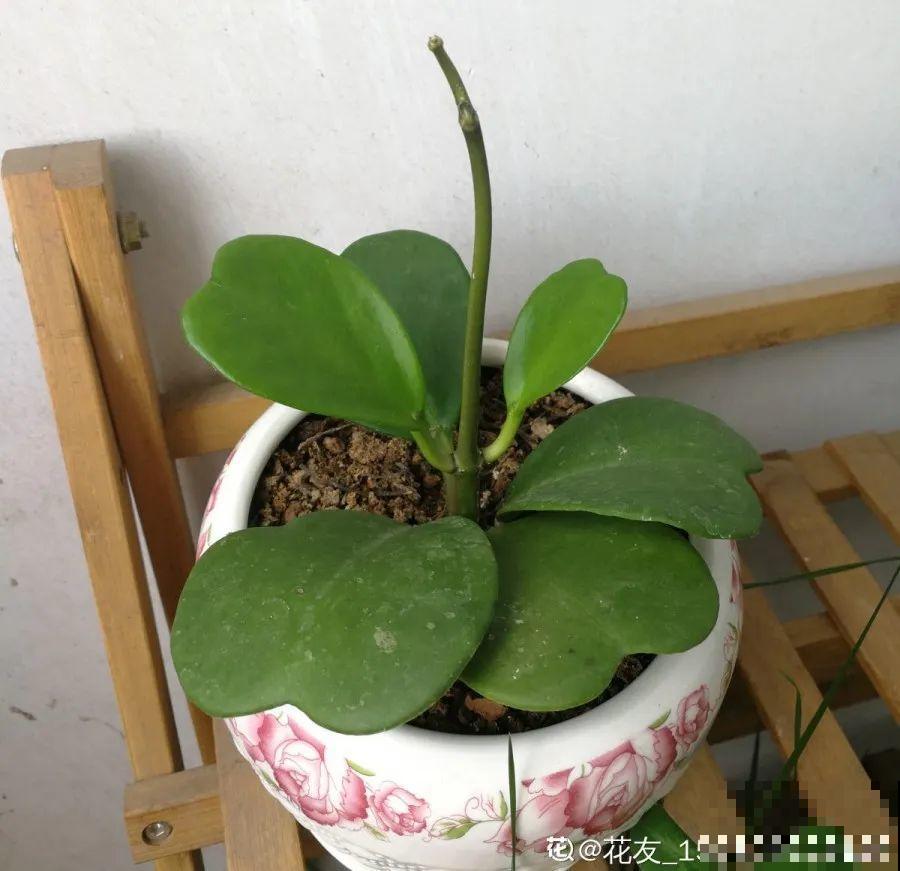 开完花的蟹爪兰，叶子摘一摘，放在梳子上遇水就生根！