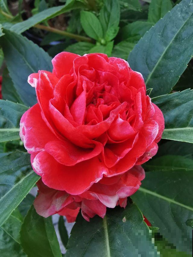 这2种花长在院子里的花，都是小时候的记忆，现在花盆里也能养