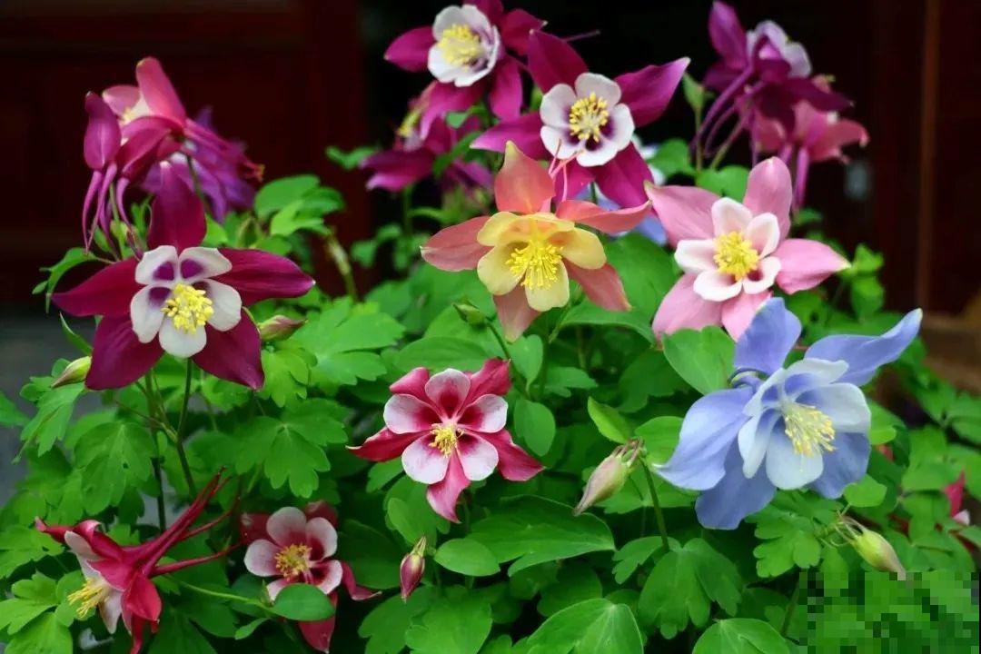 这花名字土掉渣，开花却特美，花期长达3个月！