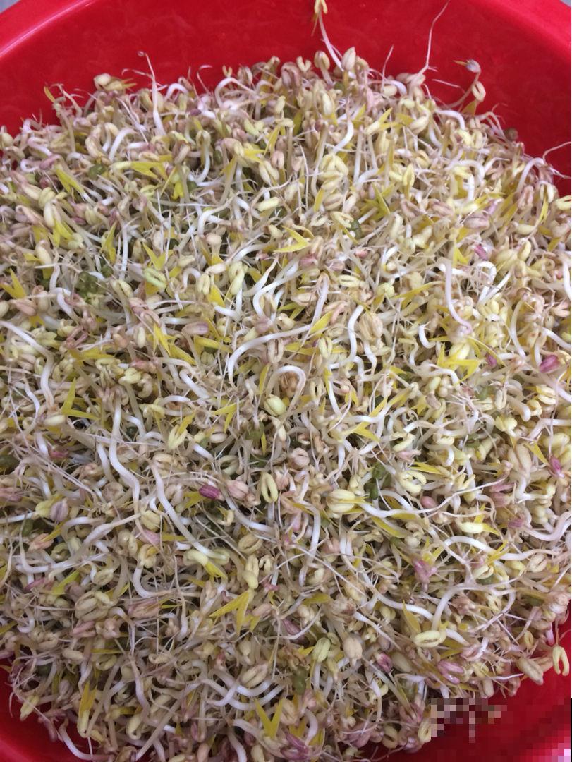 自家种点芽苗菜，不用出门买，而且一冬能省不少钱！