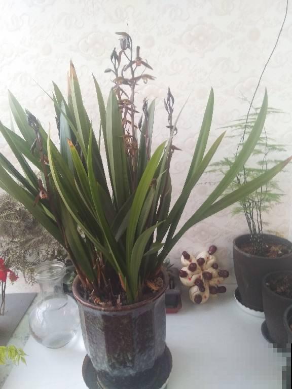 初春这么养兰花，一星期窜出十个芽，几天就爆开一捧花！