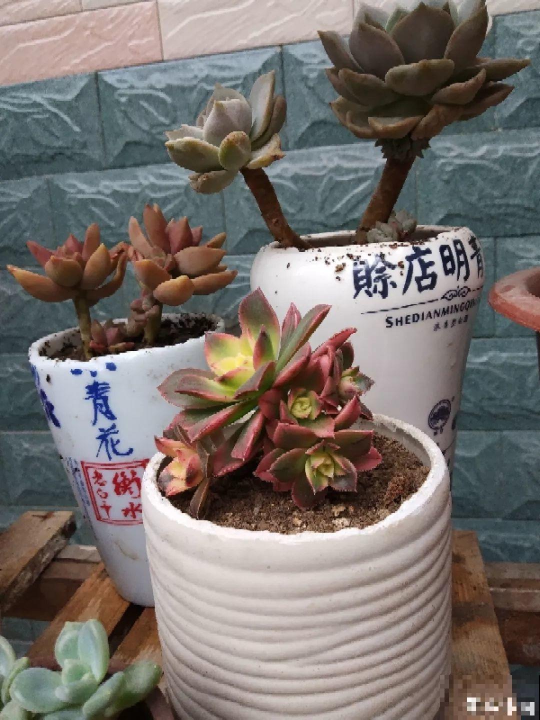 过年的酒瓶别扔，种上多肉美翻天，花盆都不用买了！