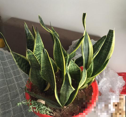 老祖宗常说：勤养鱼，懒养花，为啥？
