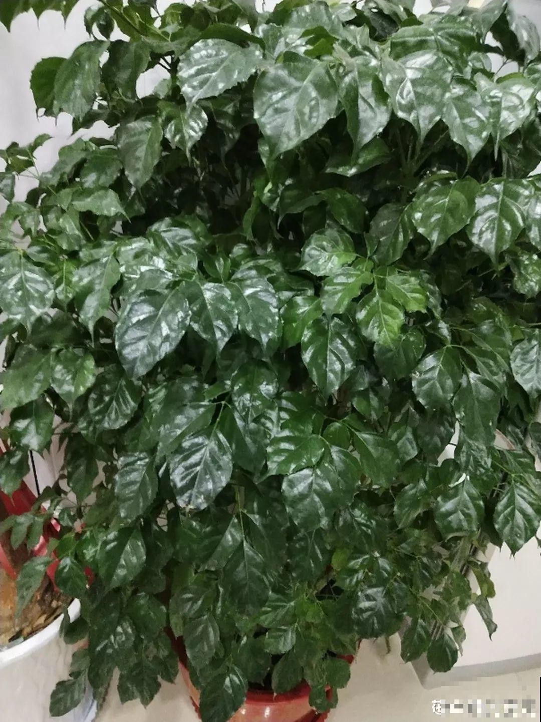 春天给花1盆水，疯长拦不住，开满整个阳台！