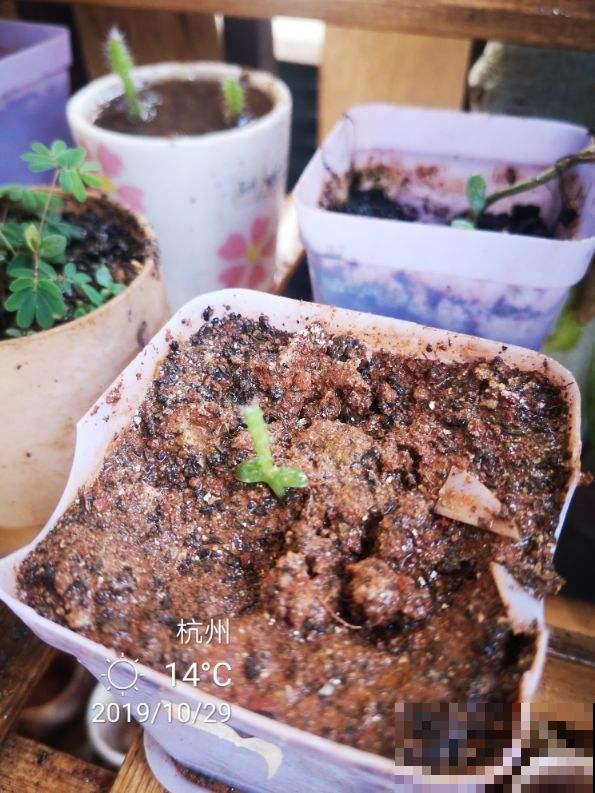 爱养花的人注意，这东西扔花盆里就长叶，丢了你就吃大亏