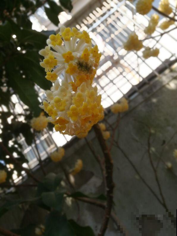 这种“新奇花”，开花满屋飘香，还寓意“喜结连理”