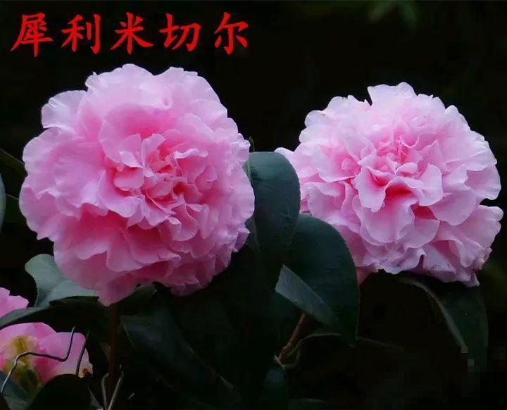 冬天必养的花，竟然有30个品种，最稀罕的是这个颜色！