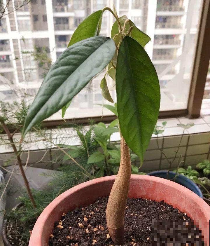 这水果太贵了，吃完留下核，还能种盆栽！