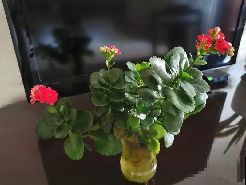 1杯水就能养活的花，干净卫生，家里养有气质！