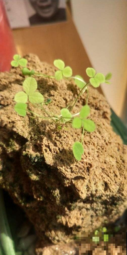 把花种在“石头上”，价格翻一倍，别人给钱都不卖