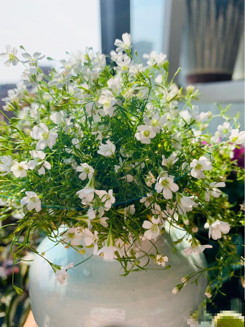 “1种花”容易爆盆，开花能有上千朵，养得越久开花越多