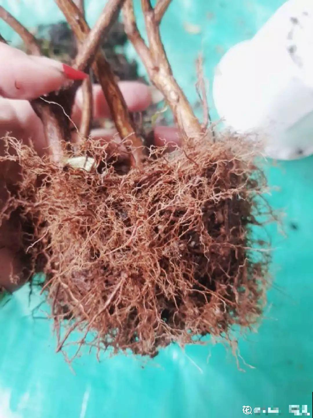 假期延长20天，家里的花全都蔫巴巴，抓紧救，还能活！