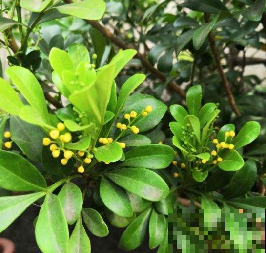 今日立春，家里有这些花，不要着急搬出去露养！