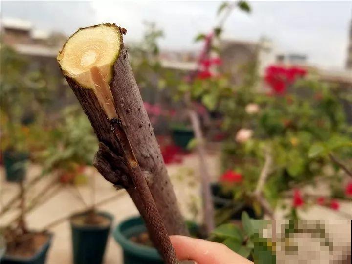 大哥养的三角梅，剪完捆一捆，开花爆出6个色！