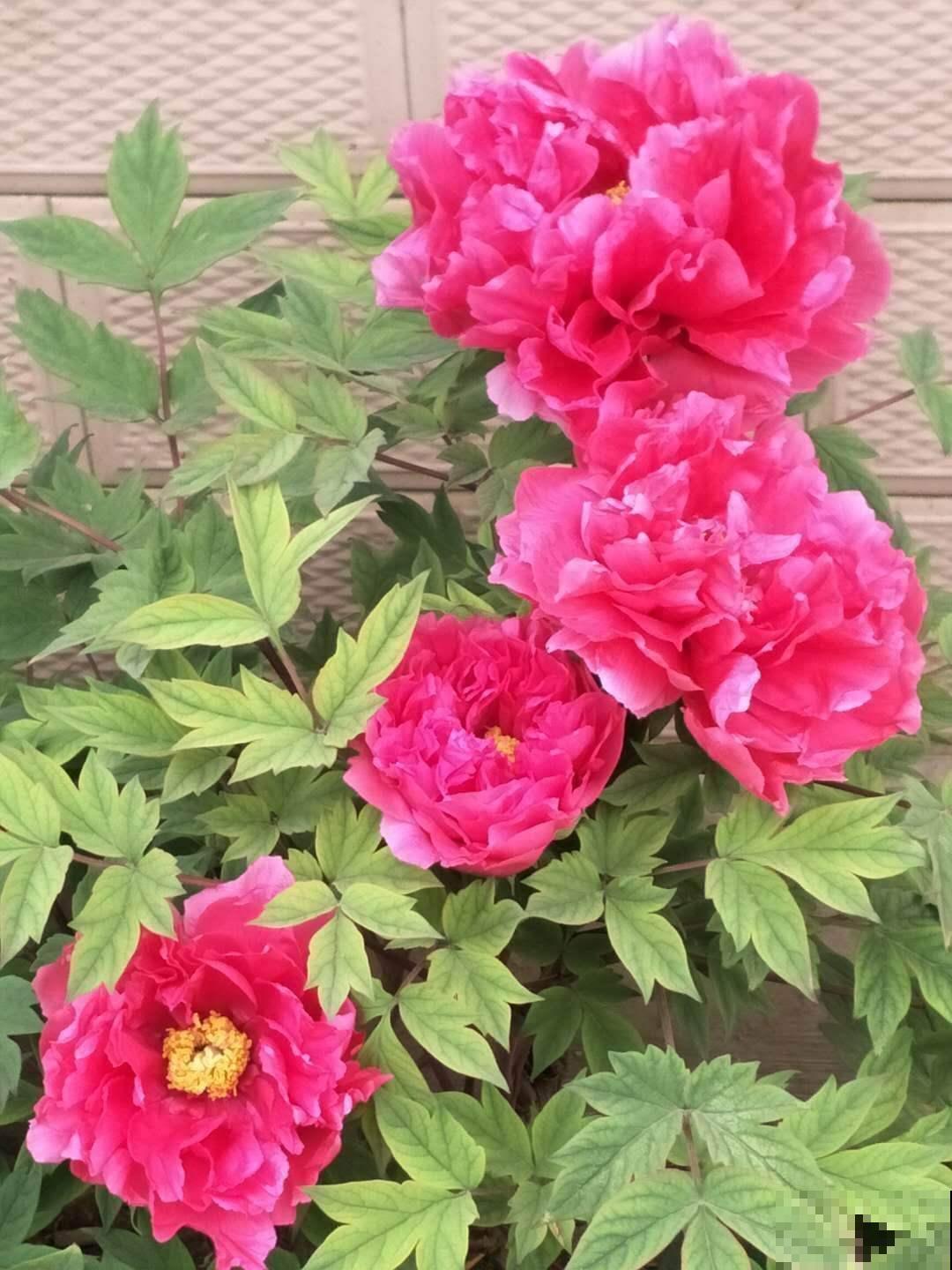 一朵花就是一个故事，那些以花为名的歌曲，哪首唱进你心里？