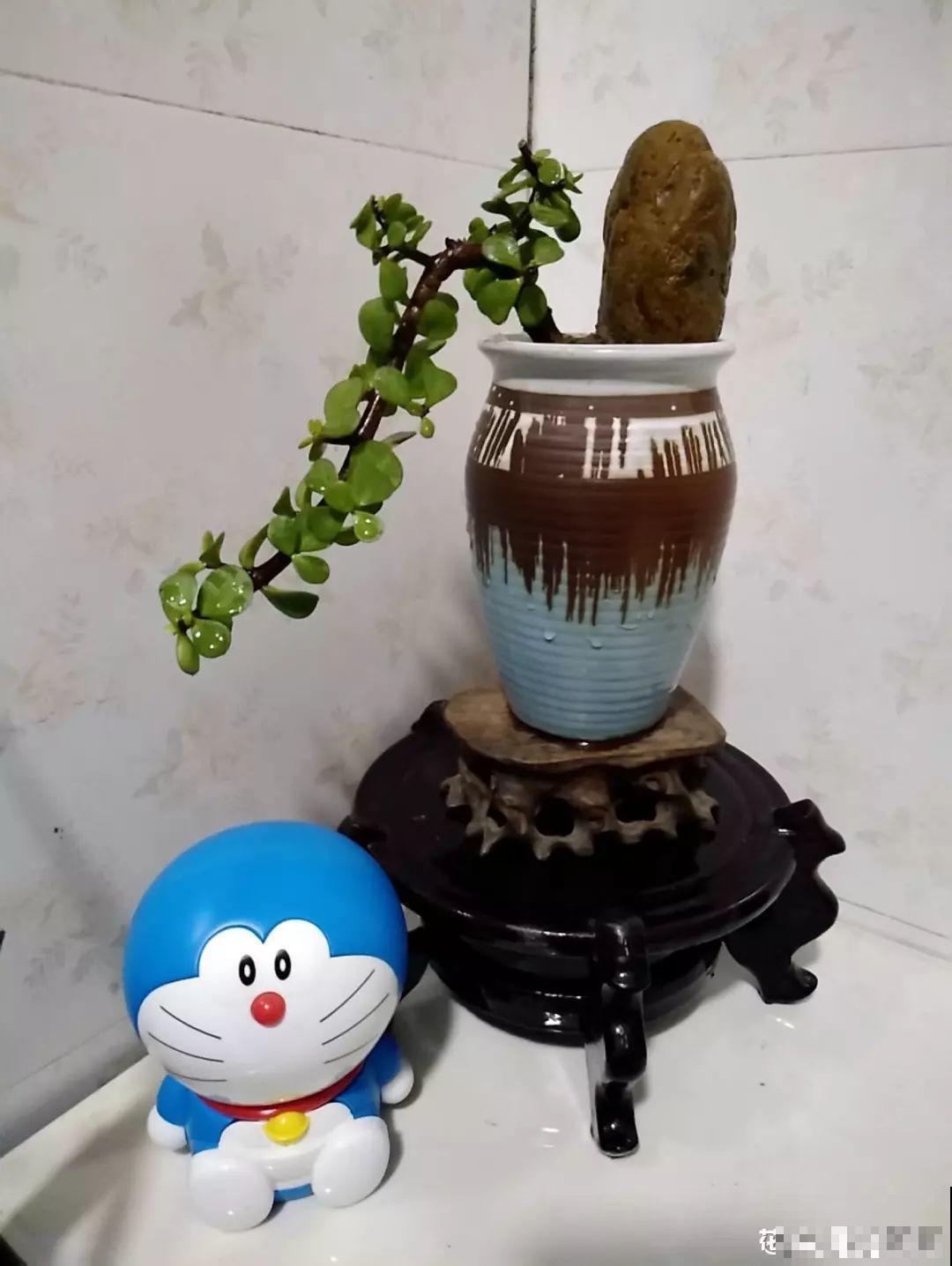 这花就用小盆养，盆越小越开花，比大盆更值钱！