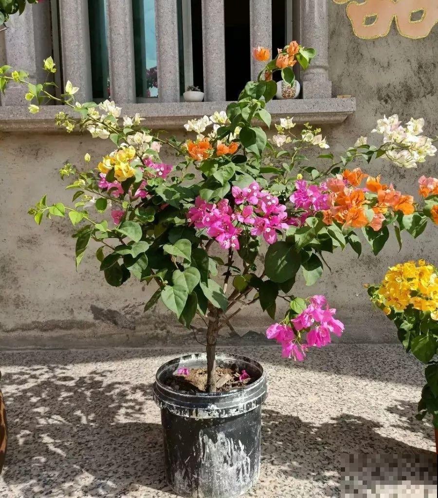 除了蟹爪兰，这花也能嫁接，开花的时候太美了！
