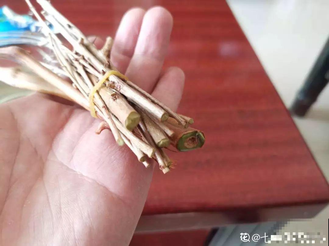 2月养花真忙，宅家里也不能闲，动动手就有收获！